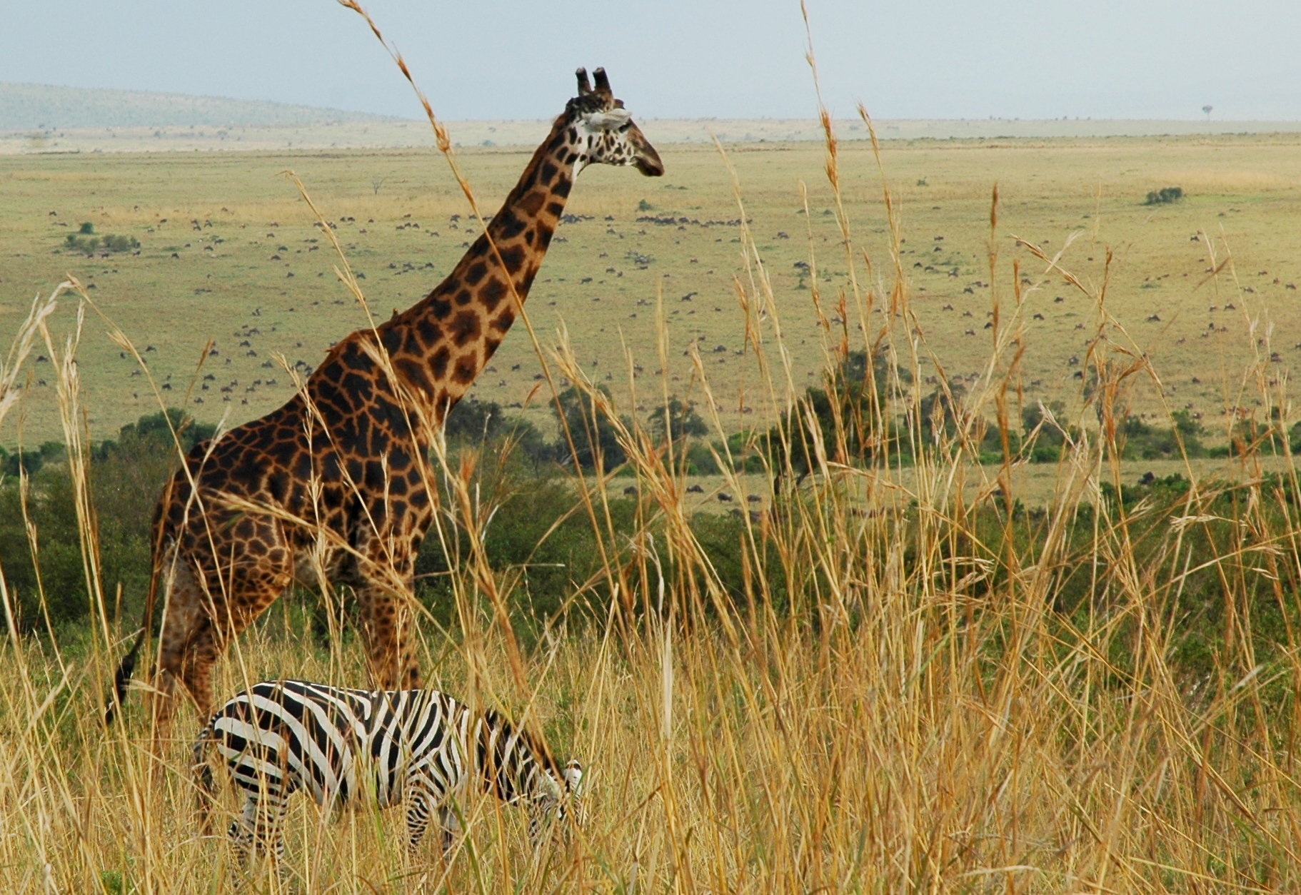 Photo of African Animals